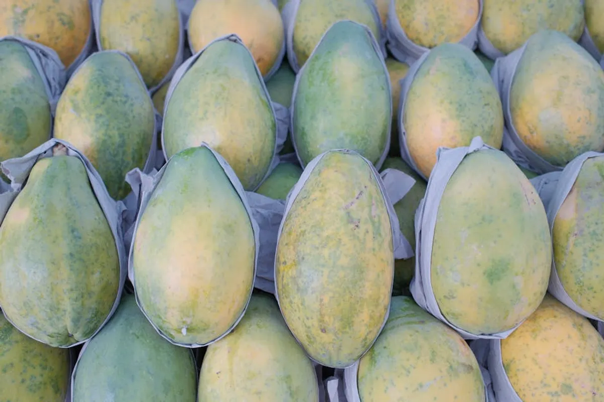 Best Green Papaya for Beginners